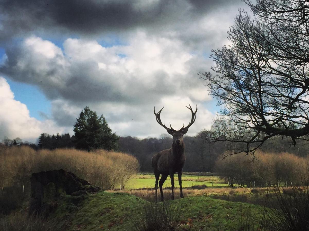 La Tiny Du Parc : Saint Symphorien Des Monts Villa Ernée Eksteriør billede